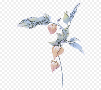 flower plant leaf cut flowers magnolia flower plant leaf cut flowers magnolia