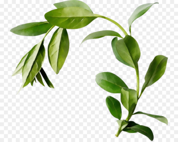 flower plant leaf tree flowering plant flower plant leaf tree flowering plant
