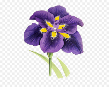 Flower Plant Lilium Clip art - Purple Iris 