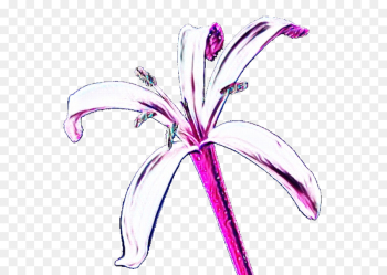flower plant pink violet petal flower plant pink violet petal