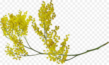 flower plant yellow branch leaf flower plant yellow branch leaf