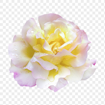 Flower png, peace rose clipart, | Free PNG - rawpixel