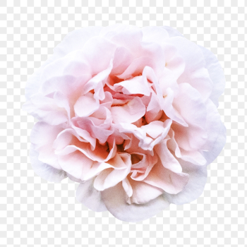 Flower png, pink peony clipart, | Free PNG - rawpixel