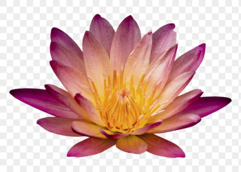 Flower png, red water lily | Free PNG - rawpixel Flower png, red water lily | Free PNG - rawpixel
