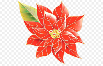 flower poinsettia leaf plant petal flower poinsettia leaf plant petal