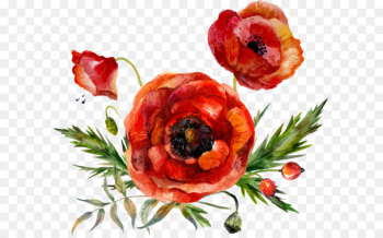 Flower Poppy Watercolor painting - Vector watercolor flower leaf decoration 