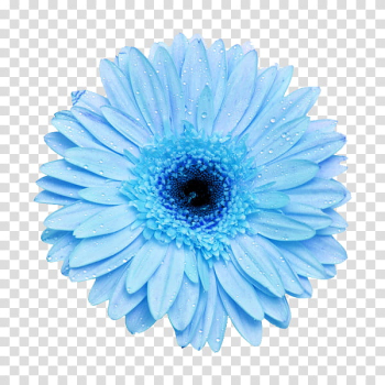 Flower power s, blue Gerbera daisy flower art transparent background PNG clipart Flower power s, blue Gerbera daisy flower art transparent background PNG clipart