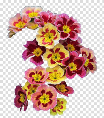 Flower Primrose Spring Wreath Garland, flowers background transparent background PNG clipart