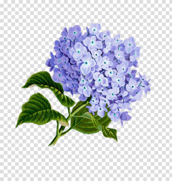 Flower Purple Plan Pretty - Free image on Pixabay