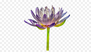 flower purple plant violet flowering plant flower purple plant violet flowering plant