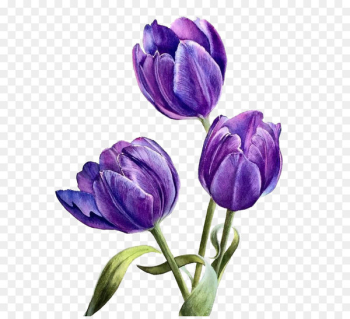 Flower Purple - Watercolor flowers Flower Purple - Watercolor flowers