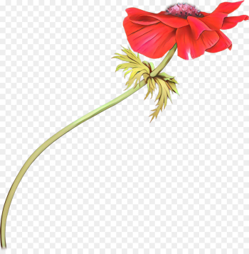 flower red plant flowering plant petal flower red plant flowering plant petal
