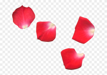 Flower Red Rose Flowers Roses Petals Leaf Roseleaf - Petalas De Rosas Em Fundo Transparente