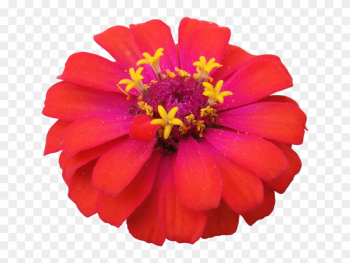 Flower, Red, Zinnia, Nature, Flowers Isolated - Zinnia Png Flower, Red, Zinnia, Nature, Flowers Isolated - Zinnia Png