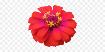 Flower Red Zinnia Nature Flowers Isolated - Zinnia Png Flower Red Zinnia Nature Flowers Isolated - Zinnia Png