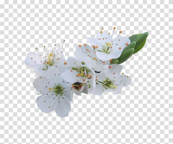 Flower Rose Blossom, White Pear transparent background PNG clipart Flower Rose Blossom, White Pear transparent background PNG clipart