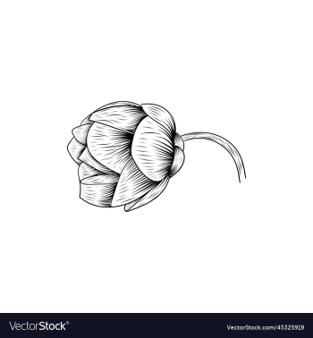 flower rose lineart creative design