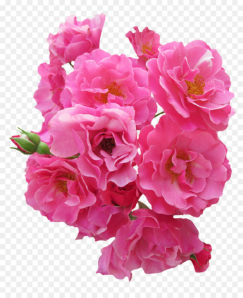 Flower Rose Pink - Bunch Pink Rose Flower Flower Rose Pink - Bunch Pink Rose Flower