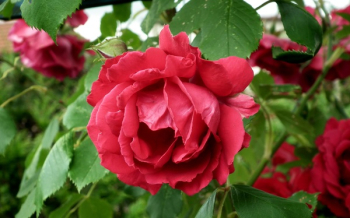 Flower Rose Red Flower Rose Red