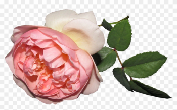 Flower, Rose, Summer, Cut Out - Rose Flower, Rose, Summer, Cut Out - Rose