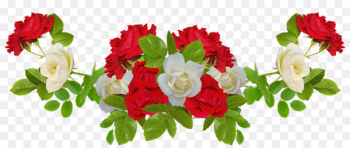 Flower Rose White - Red rose and white rose Flower Rose White - Red rose and white rose