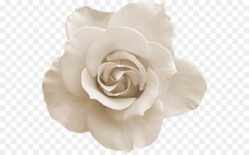 Flower Rose - White Rose 