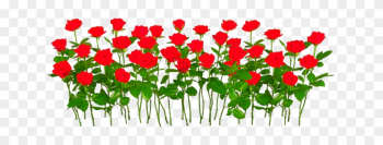 Flower Roses Nature S Freetoedit - Gulab Ful Hd Png Flower Roses Nature S Freetoedit - Gulab Ful Hd Png