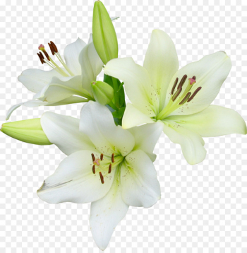Flower Runner Easter lily Wildflower - lily Flower Runner Easter lily Wildflower - lily
