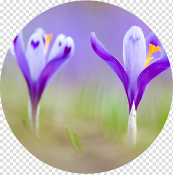 Flower Saffron Crocus heuffelianus Spice Autumn Crocus, crocus transparent background PNG clipart