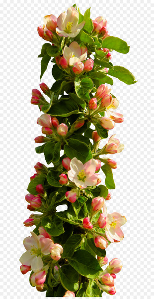 Flower - Spring Flower Flower - Spring Flower
