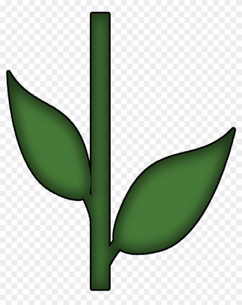 Flower Stem And Leaf Flower Stem And Leaf