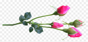 Flower, Stem, Rose, Buds Pink - Rose Buds Flower, Stem, Rose, Buds Pink - Rose Buds