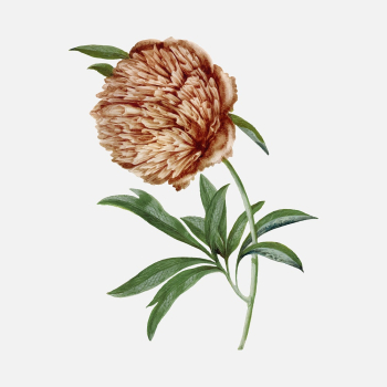 Flower sticker, aesthetic vintage floral | Free Vector - rawpixel Flower sticker, aesthetic vintage floral | Free Vector - rawpixel