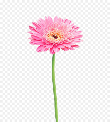 Flower Stock photography Gerbera jamesonii Common daisy - Pink gerbera 