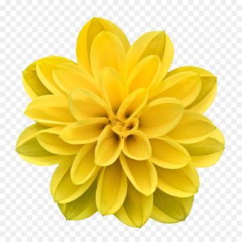 Flower stock.xchng - Creative flowers picture abstract flowers 