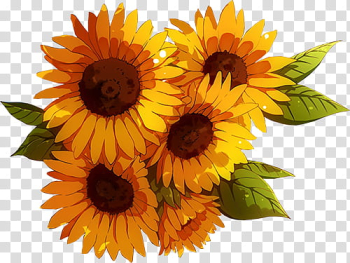 Flower, sunflowers arrangement transparent background PNG clipart