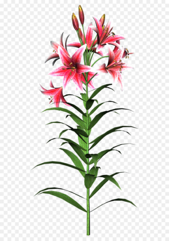 Flower Tiger lily Easter lily Turk's-cap lily Clip art - flower 