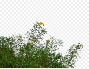 Flower Tree Photography - bushes 