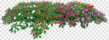 Flower Tree , Rose flower garden transparent background PNG clipart