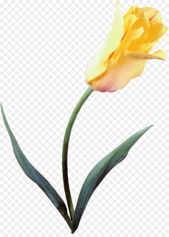 Flower, Tulip, Painting, Flowering Plant PNG Flower, Tulip, Painting, Flowering Plant PNG