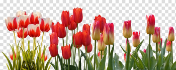 Flower Tulip Spring March Equinox Bud, tulips transparent background PNG clipart Flower Tulip Spring March Equinox Bud, tulips transparent background PNG clipart