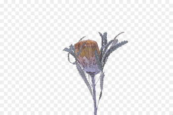flower twig plant branch tree flower twig plant branch tree