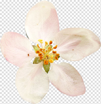 Flower Vecteur , watercolor white flower transparent background PNG clipart Flower Vecteur , watercolor white flower transparent background PNG clipart