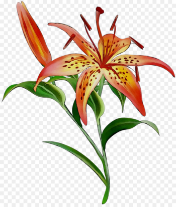 Flower Vector graphics Image Illustration Orange lily -  