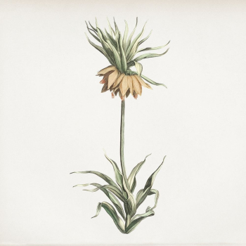Flower vintage illustration | Free Photo Illustration - rawpixel Flower vintage illustration | Free Photo Illustration - rawpixel