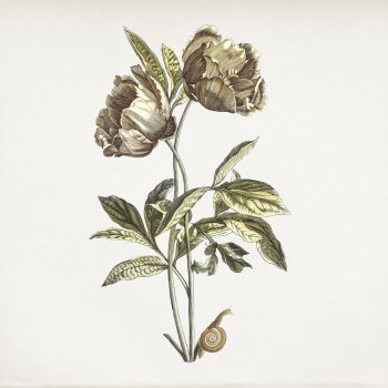 Flower vintage illustration | Free Photo Illustration - rawpixel Flower vintage illustration | Free Photo Illustration - rawpixel