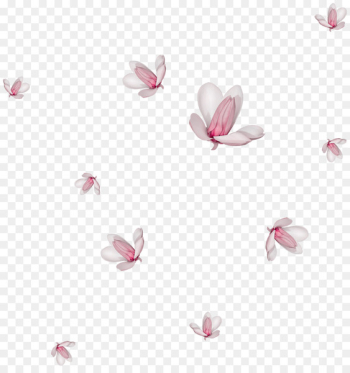 Flower Watercolor painting Drawing Clip art - Falling magnolia 