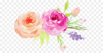 Flower Watercolor painting Garden roses - Hand-painted watercolor roses decorative elements 