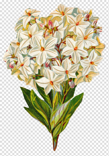 Flower Watercolor painting Hydrangea , hydrangea transparent background PNG clipart Flower Watercolor painting Hydrangea , hydrangea transparent background PNG clipart