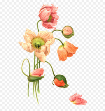 Flower Watercolor painting Illustration - Orange-red flowers Flower Watercolor painting Illustration - Orange-red flowers